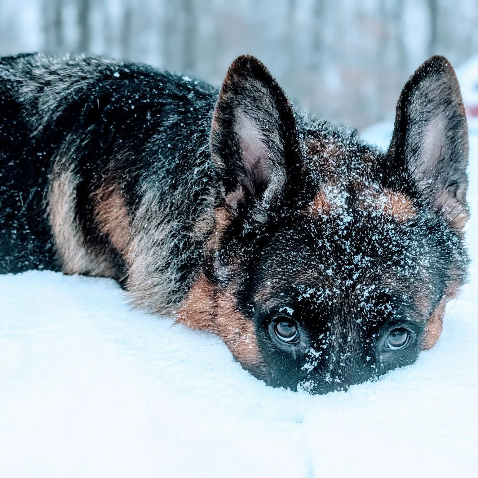 A close-up of a dog, possibly a German Shepherd, lying down in the snow with snow on its face and head.