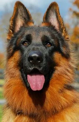 Close-up of a German Shepherd dog with a happy expression, tongue out, outdoors background.