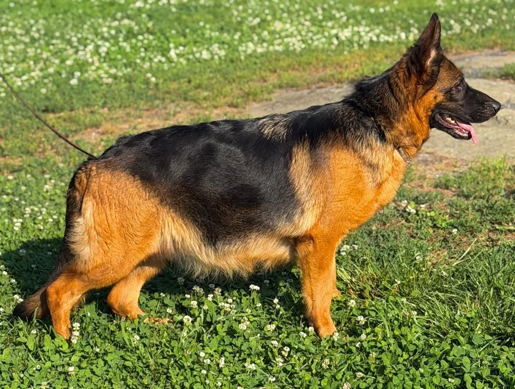 German Shepherd dog standing on grass with small white flowers, facing right with tongue out.