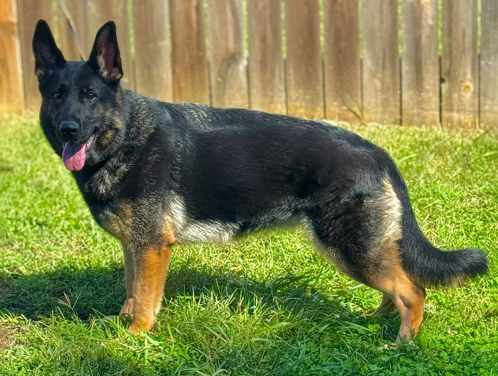 Black and red German Shepherd female facing left.
