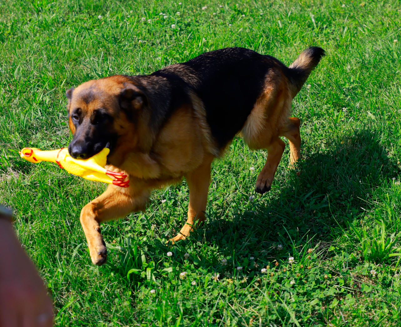 Xora with chicken.png