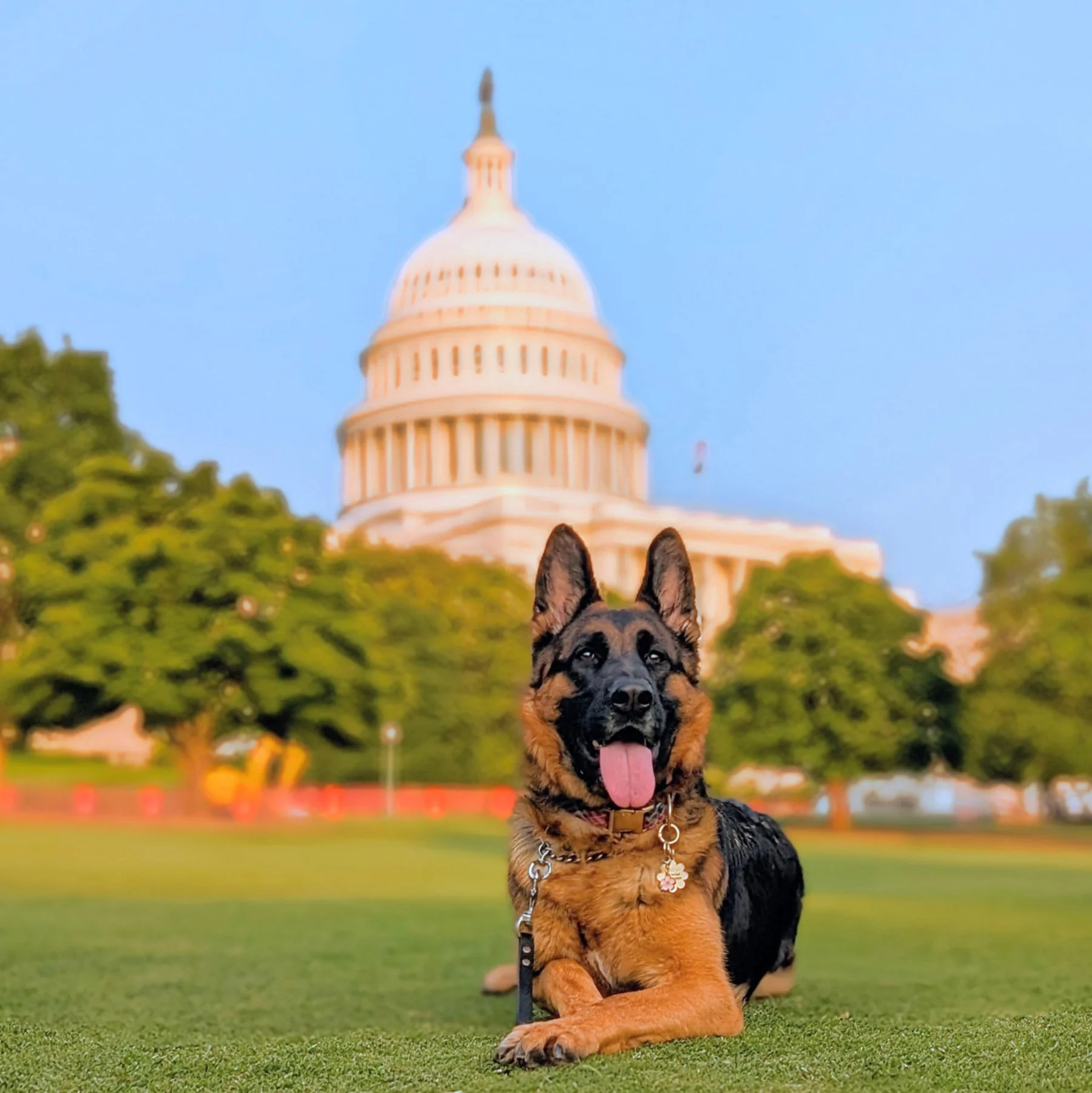 A German Shepherd dog sitting on grass with the U.S. Capitol building in the background during daytime.