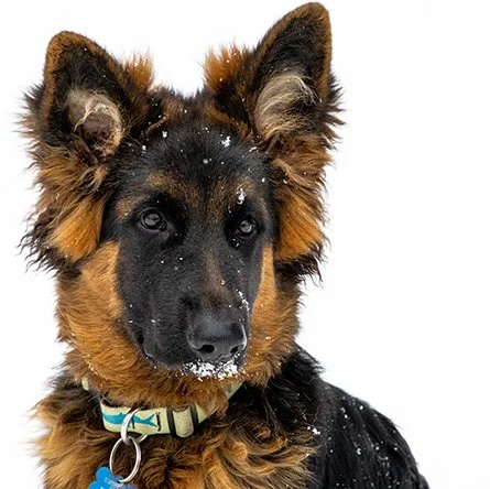 Portrait of a German Shepherd puppy with snow on its face and ears, wearing a green collar with a blue tag.