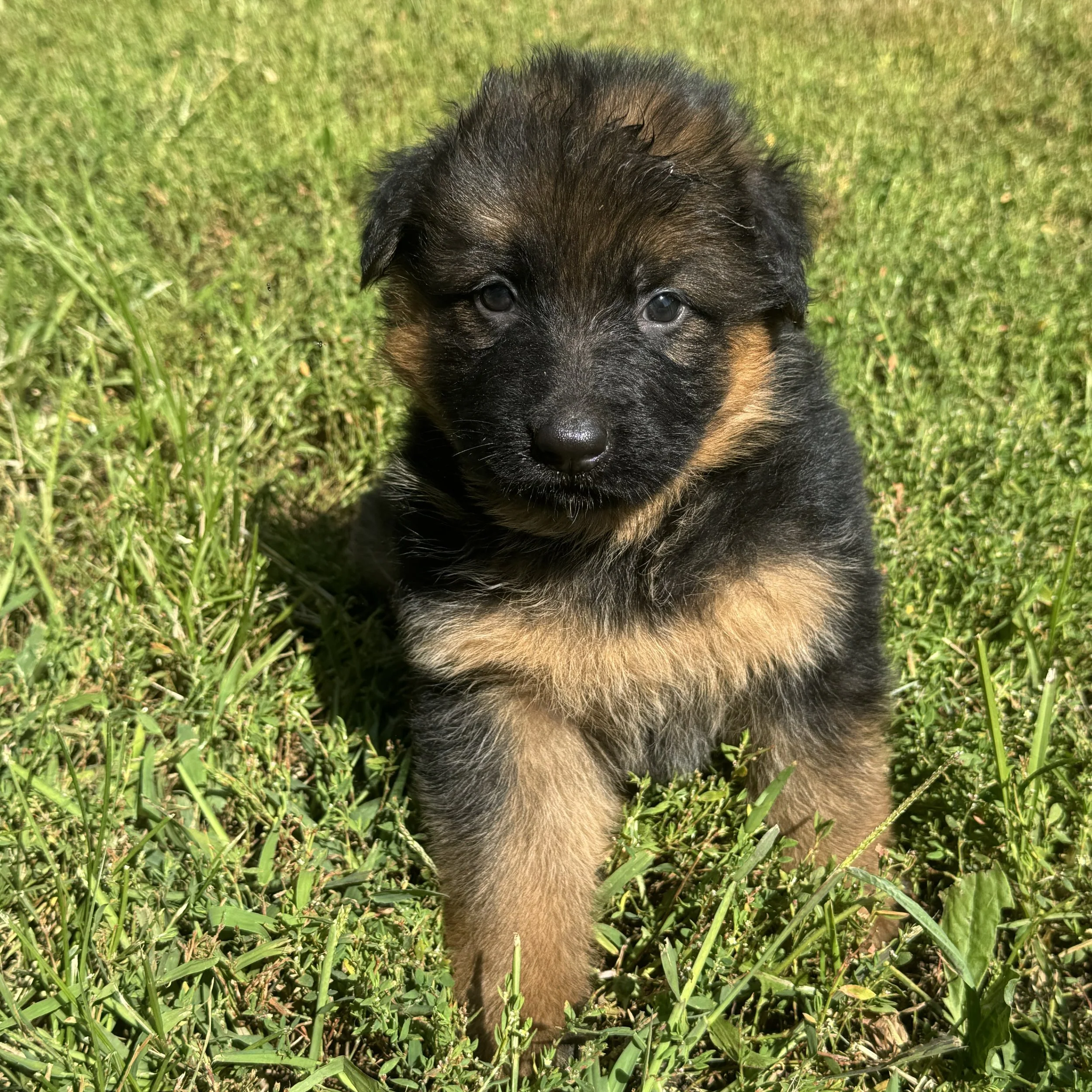 Close-up of a fluffy black and brown puppy sitting in green grass.