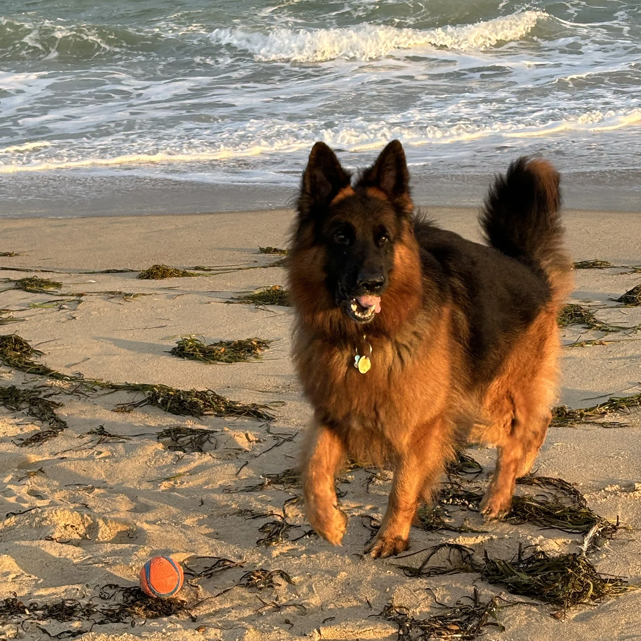 A German shepherd dog lying on the sandy beach near the water with a small orange and blue tennis ball in the sand nearby, during sunset.