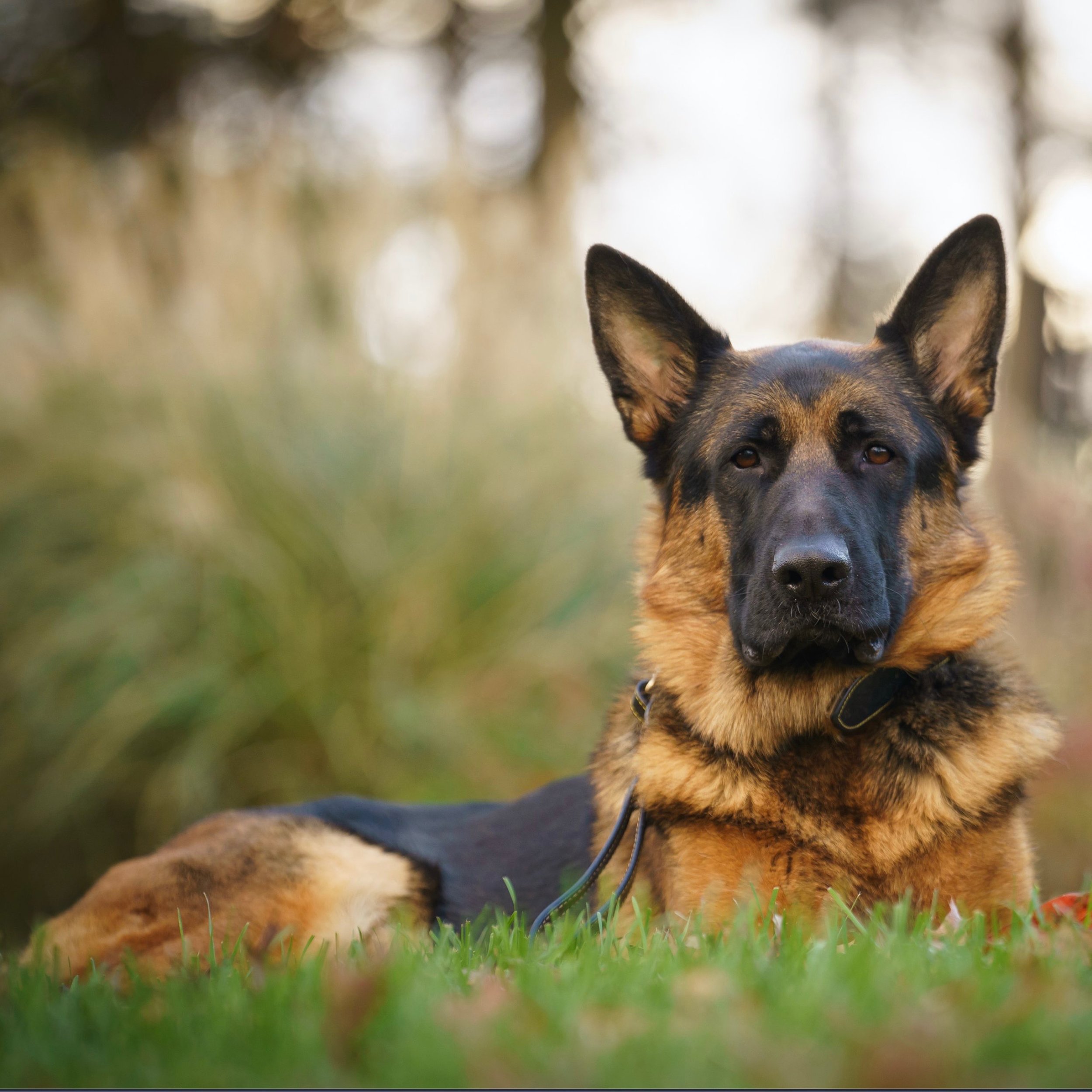 Close-up of a German Shepherd dog with perked ears, lying on the grass with a blurred background of trees and sunlight.