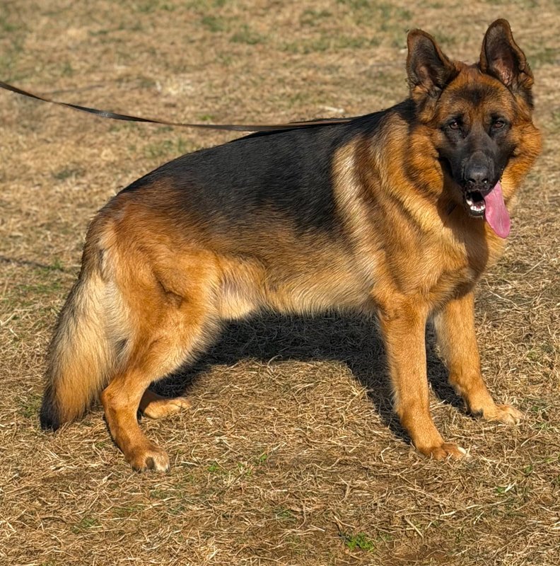 A German Shepherd dog standing on dry grass with a leash attached, panting with its tongue out.