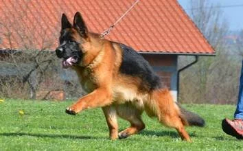 amarettorunning_5.jpg