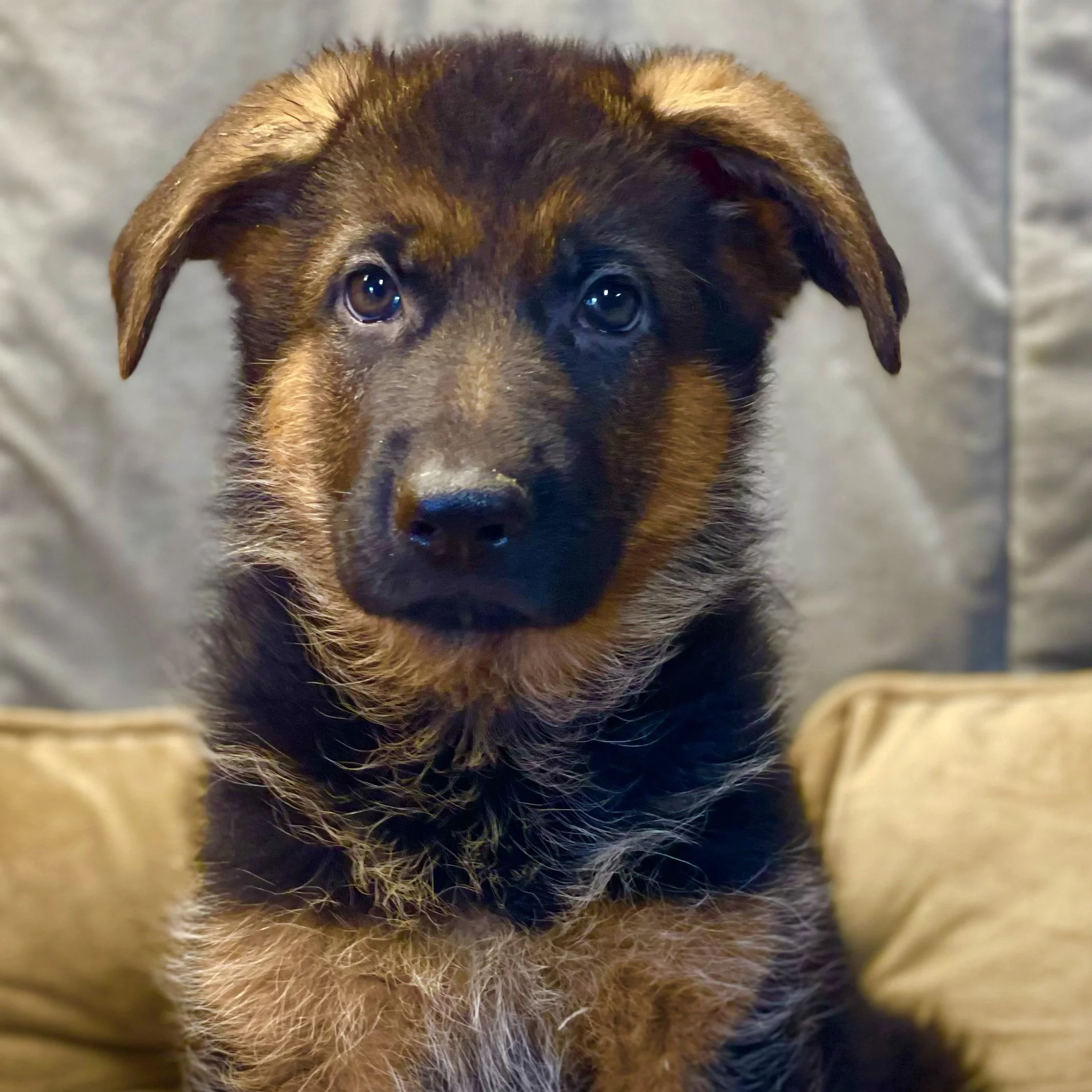 Close-up of a puppy with brown fur, black markings, and shiny eyes, looking directly at the camera.