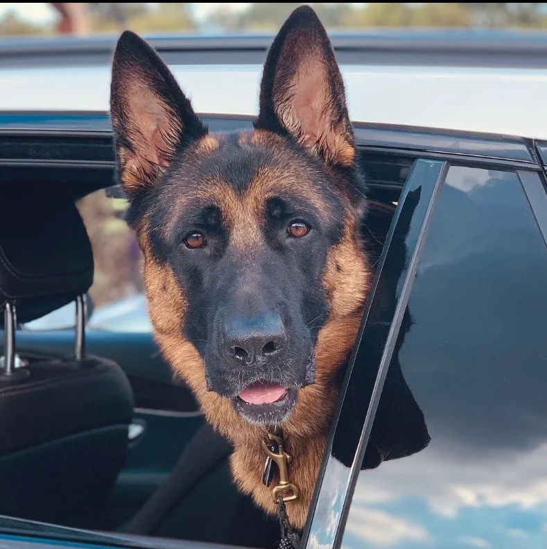 German Shepherd dog looking out of the car window