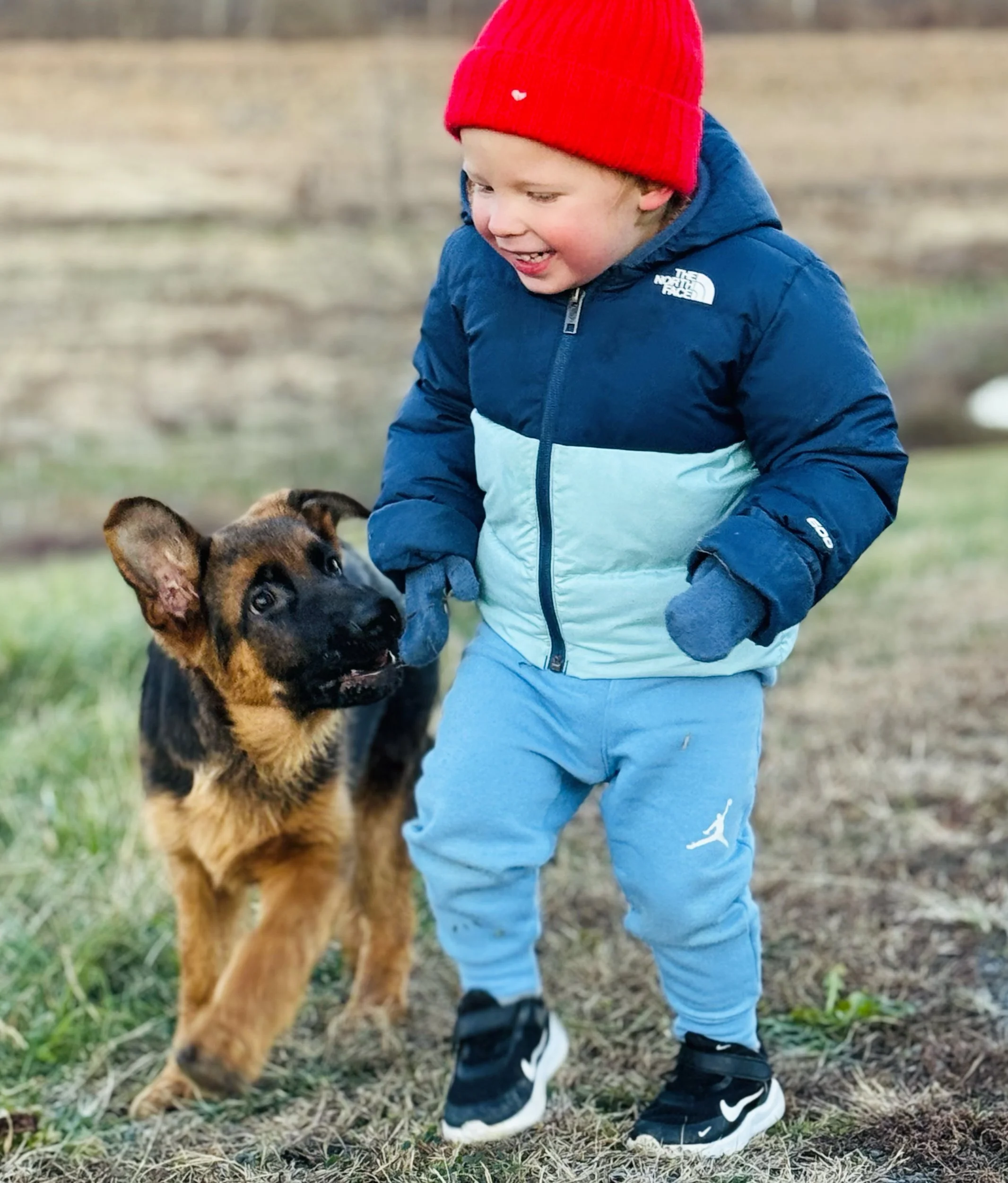 Raising your GSD puppy: Nipping, Jumping &amp; Good Manners