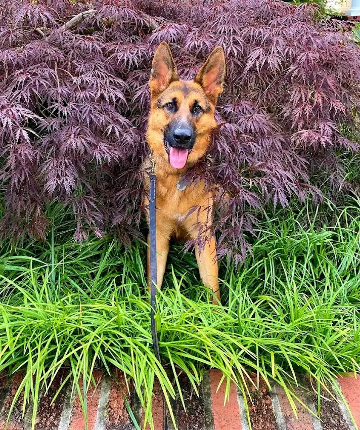 Cute GSD sitting in a garden.