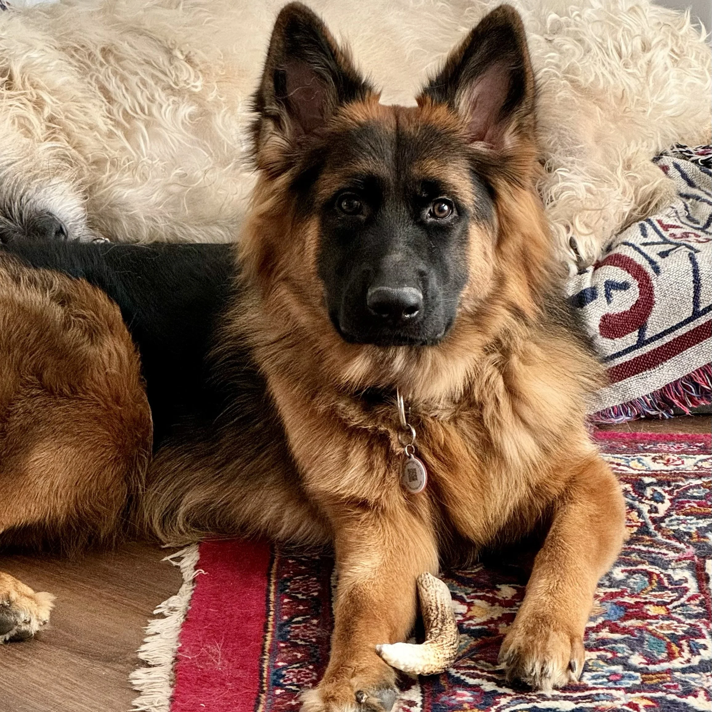 A furry dog with a black face and brown fur, lying on a colorful patterned rug next to a person wearing a black sock and a white sock with a pattern, surrounded by other parts of dogs and a textured rug.