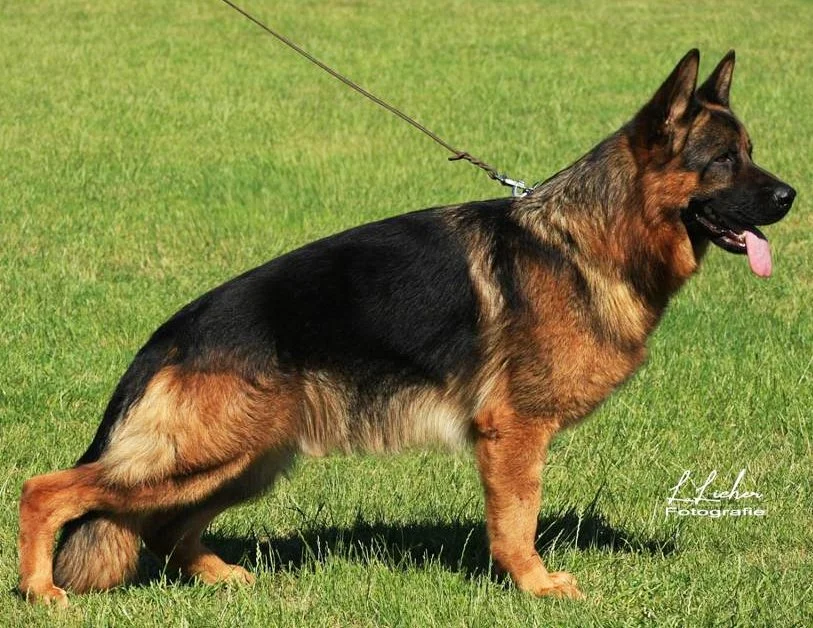 Black and red German Shepherd facing right.