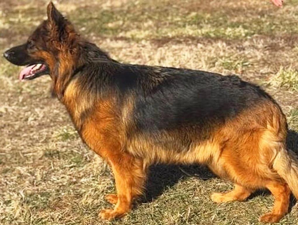 Black and red German Shepherd female facing left.