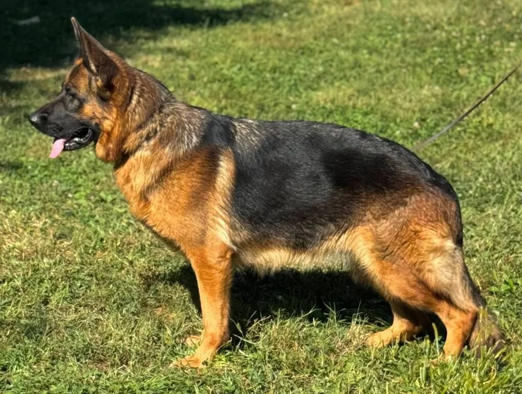 Black and red German Shepherd female facing left.