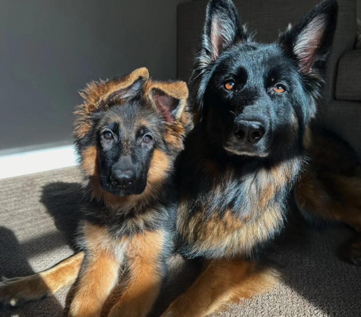 Two GSDs, one older and one younger, pose in sunlight.