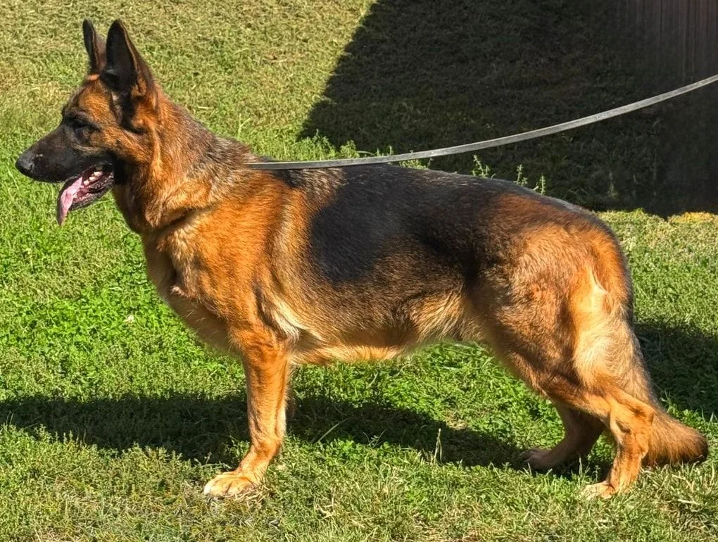Black and red German Shepherd female facing left.