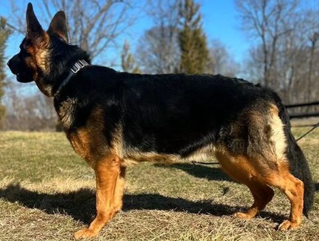 Black and red German Shepherd female facing left.