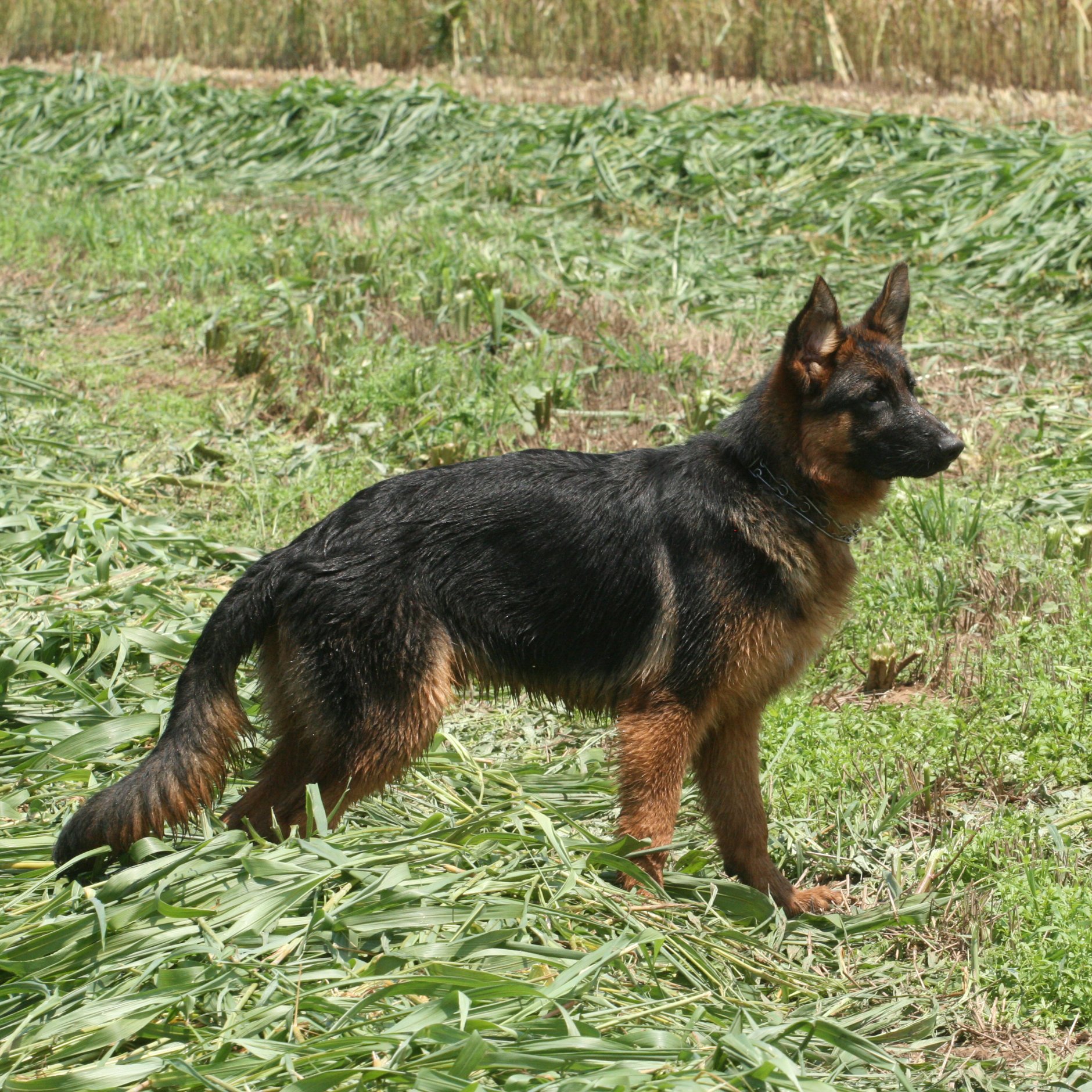 A German Shepherd dog lying in a grassy area surrounded by green plants and foliage.