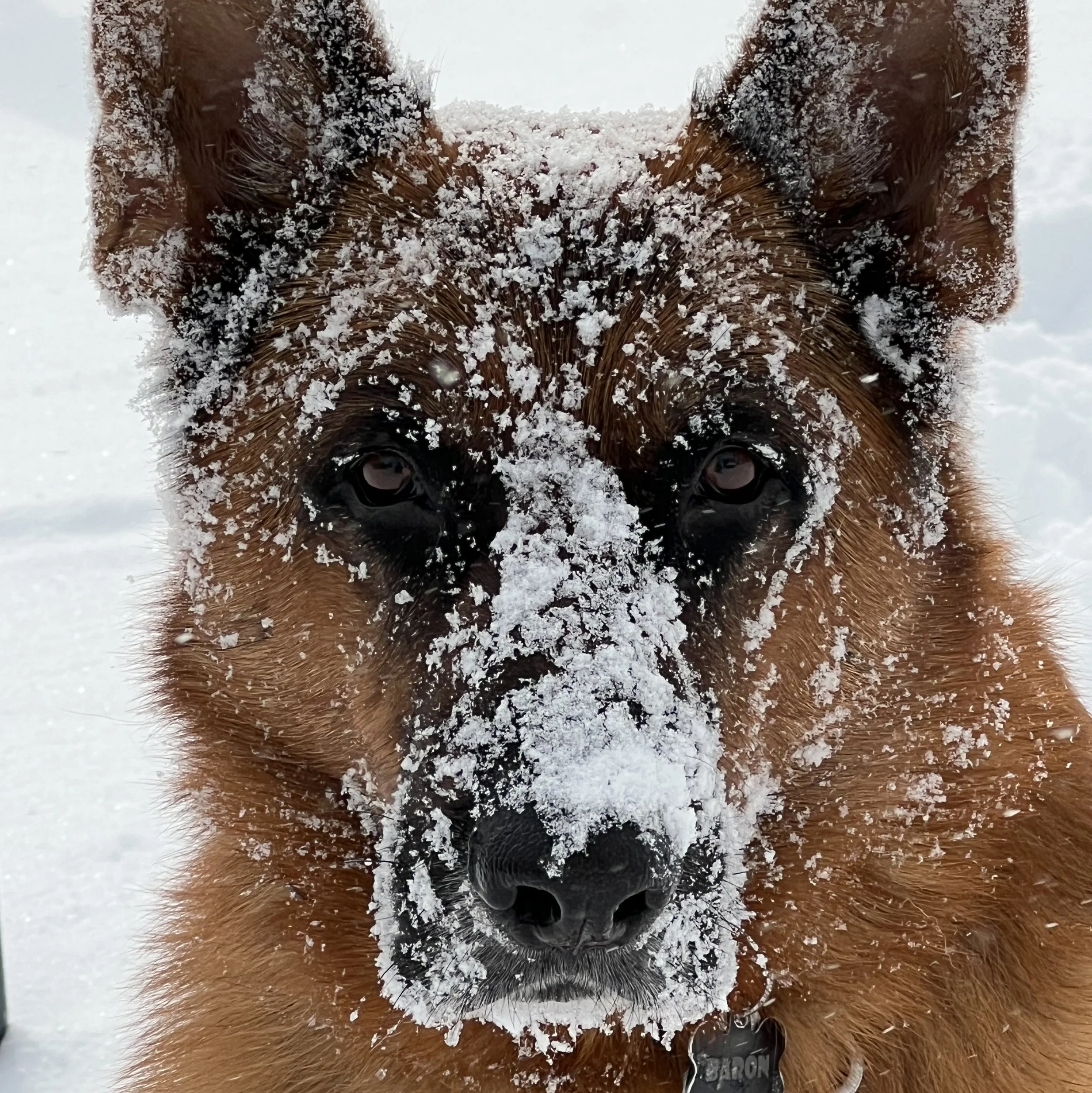 Close-up of a dog's face with brown and black fur, covered in snowflakes.