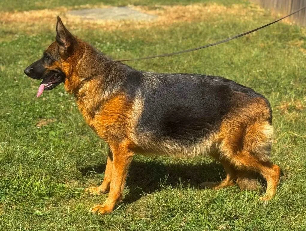 German Shepherd dog standing on grass outdoors with a leash attached.