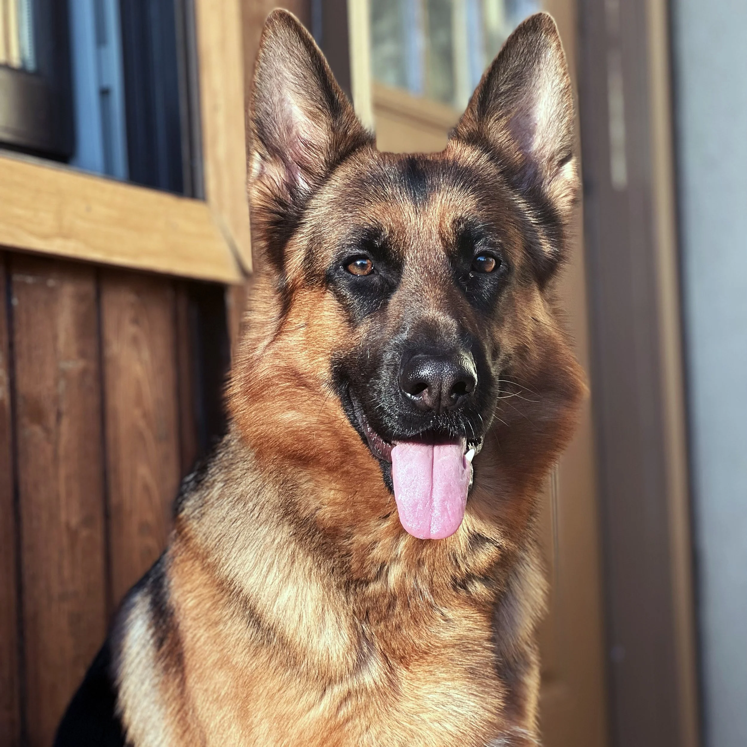 Close-up of a German Shepherd dog's face with ears up, tongue out, and brown eyes, sitting outdoors with a wooden fence and greenery in the background.