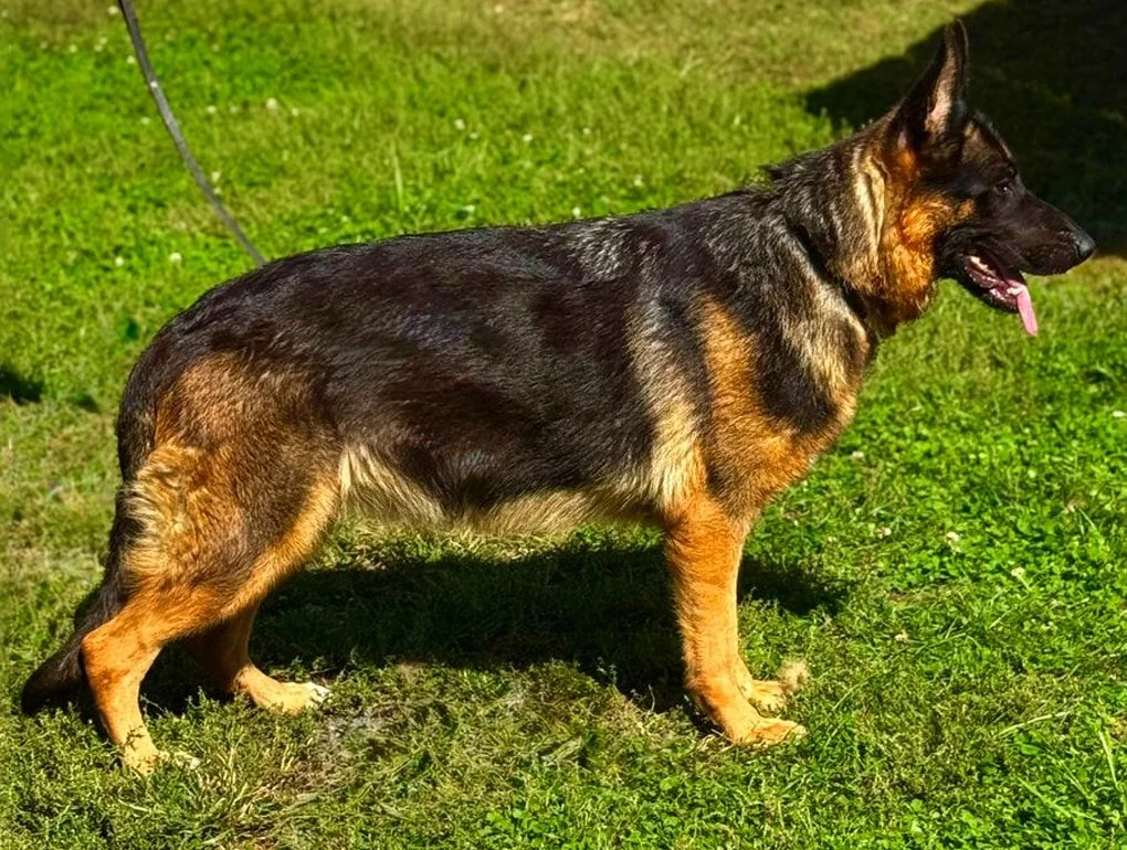 Black and red German Shepherd female facing right.
