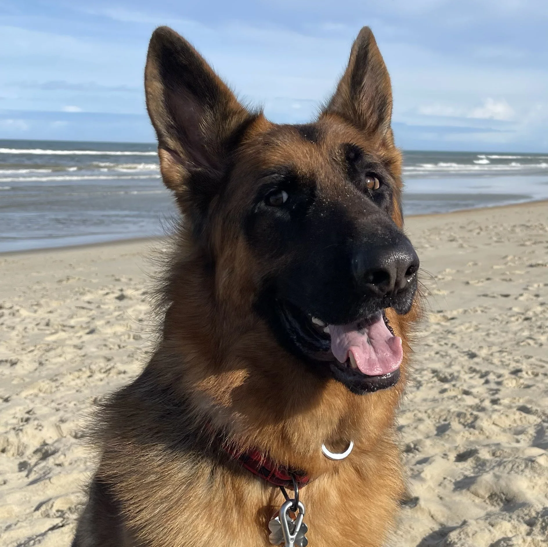 Close-up of a young German Shepherd dog on a sandy beach with the ocean and blue sky in the background. The dog has black and tan fur, erect ears, and is wearing a red collar with tags. Its mouth is open and tongue is out, appearing happy and excited