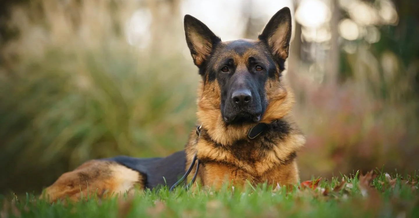 Contented German Shepherd relaxing in a field.