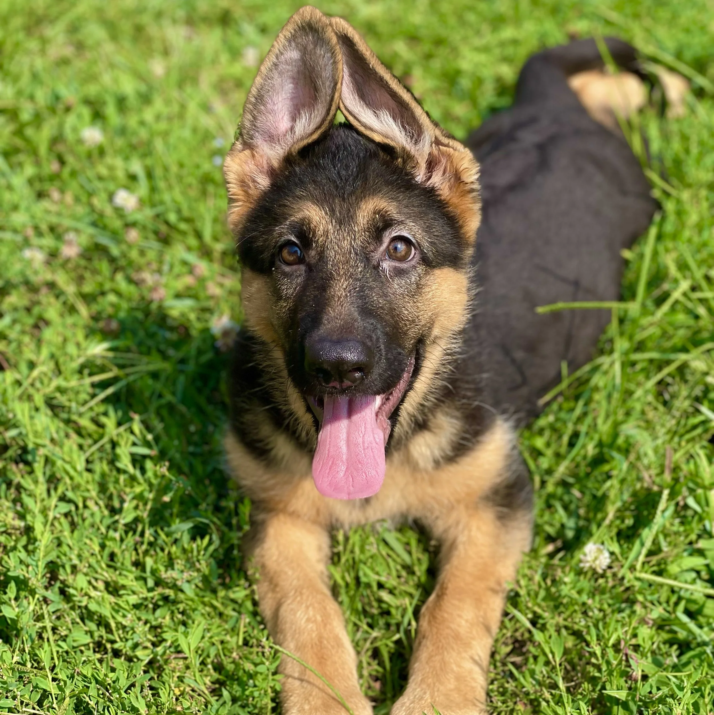 A German Shepherd puppy lying on green grass with its mouth open, tongue out, and ears perked up.