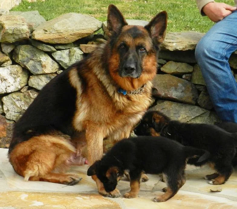 GSD dog and two puppies.