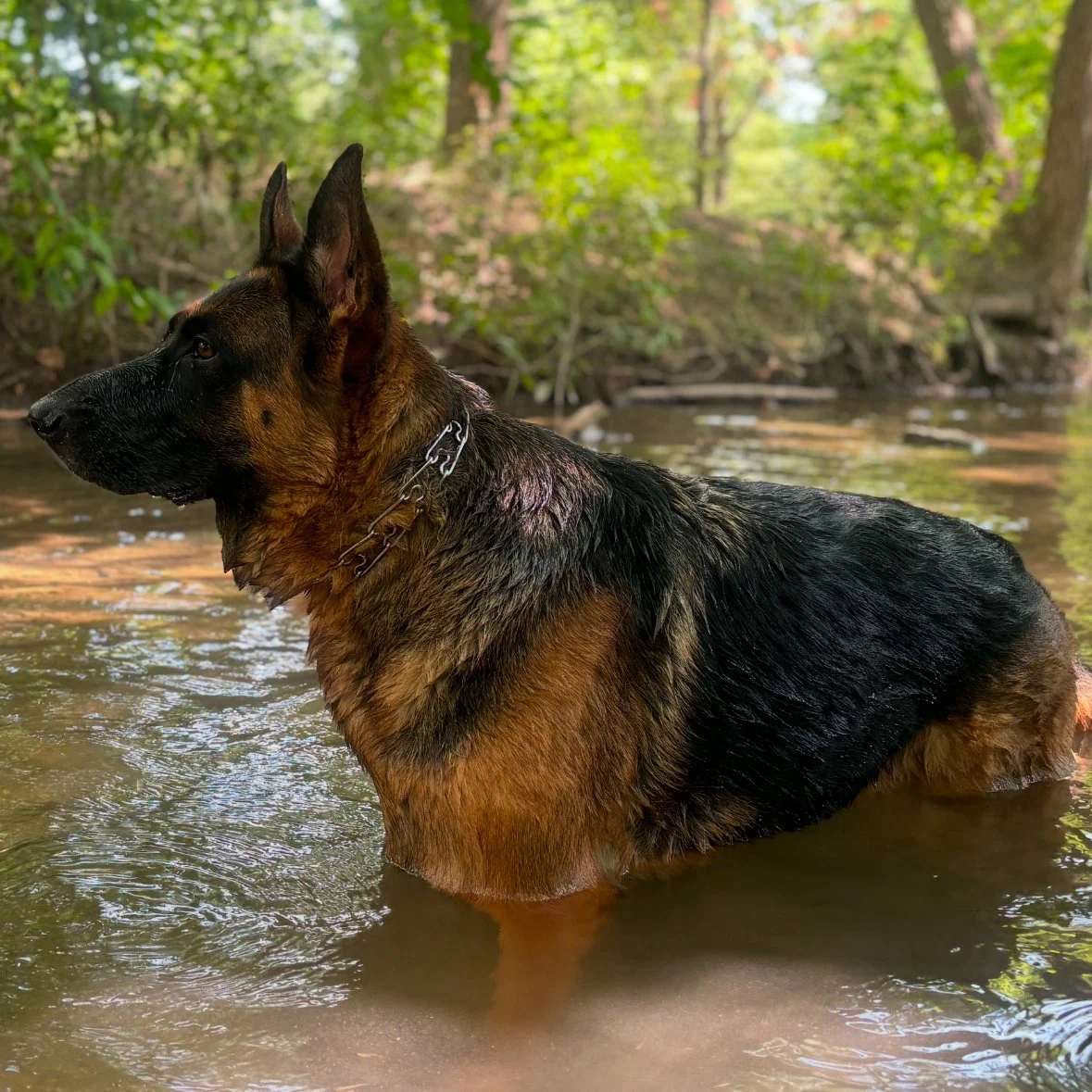 German Shepherd dog standing in a shallow creek in a wooded area.