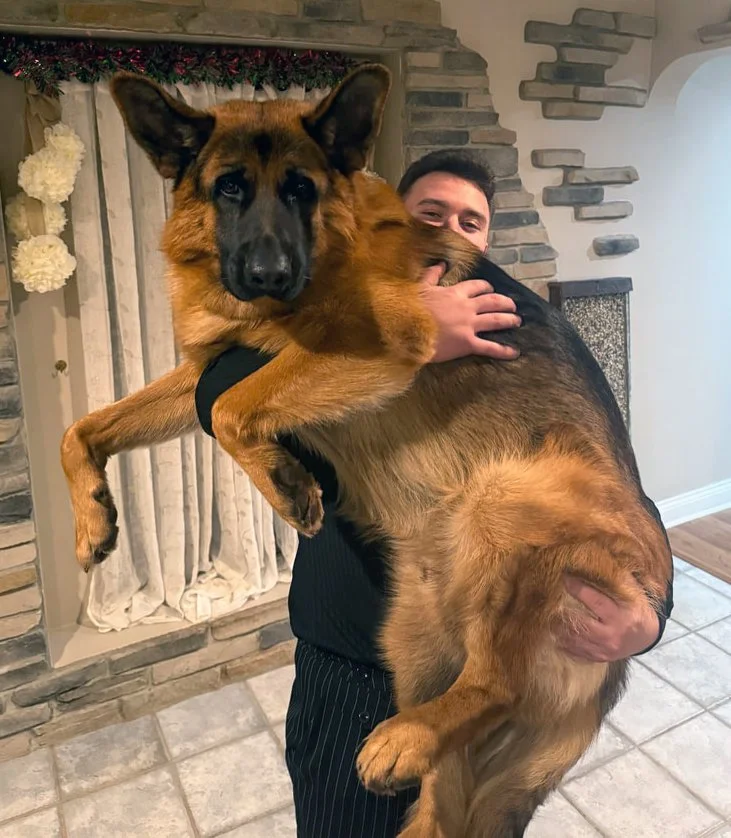A man is holding a large German Shepherd dog indoors in front of a decorated wall, with brick accents and Christmas decorations.