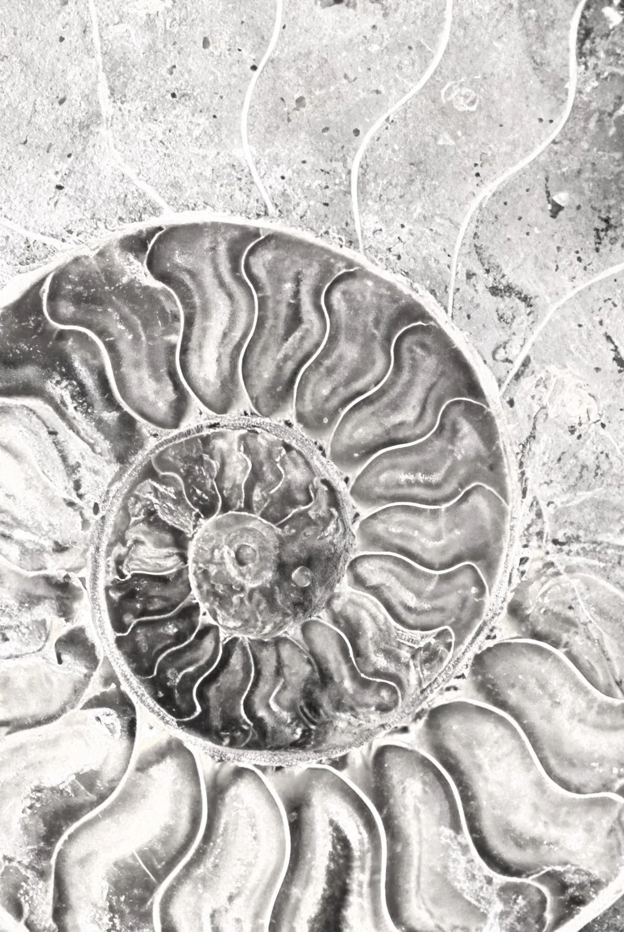 Close-up of a fossilized ammonite shell with detailed spiral pattern and intricate internal chambers.