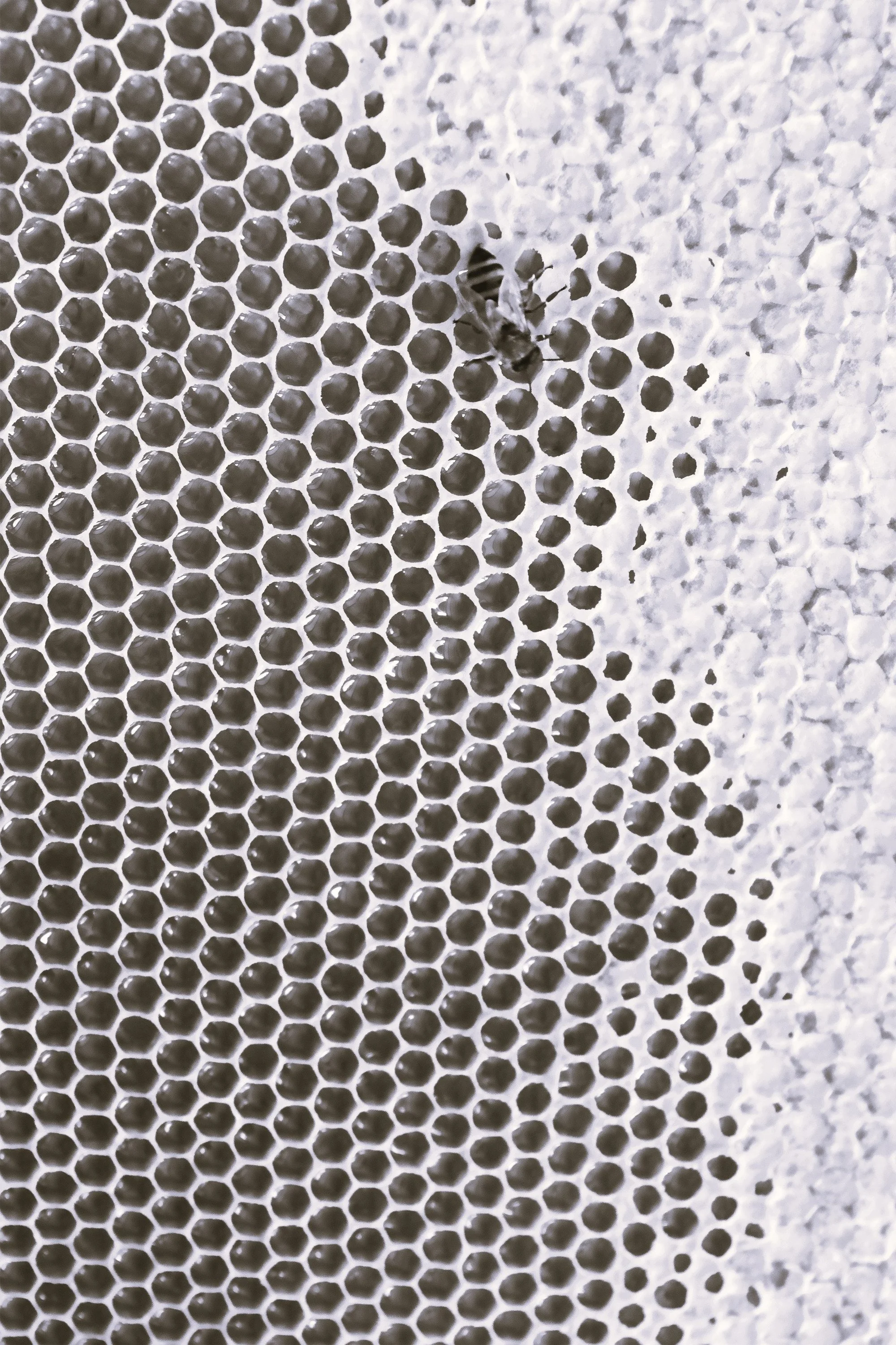 Close-up photo of honeycomb with a bee resting on it.