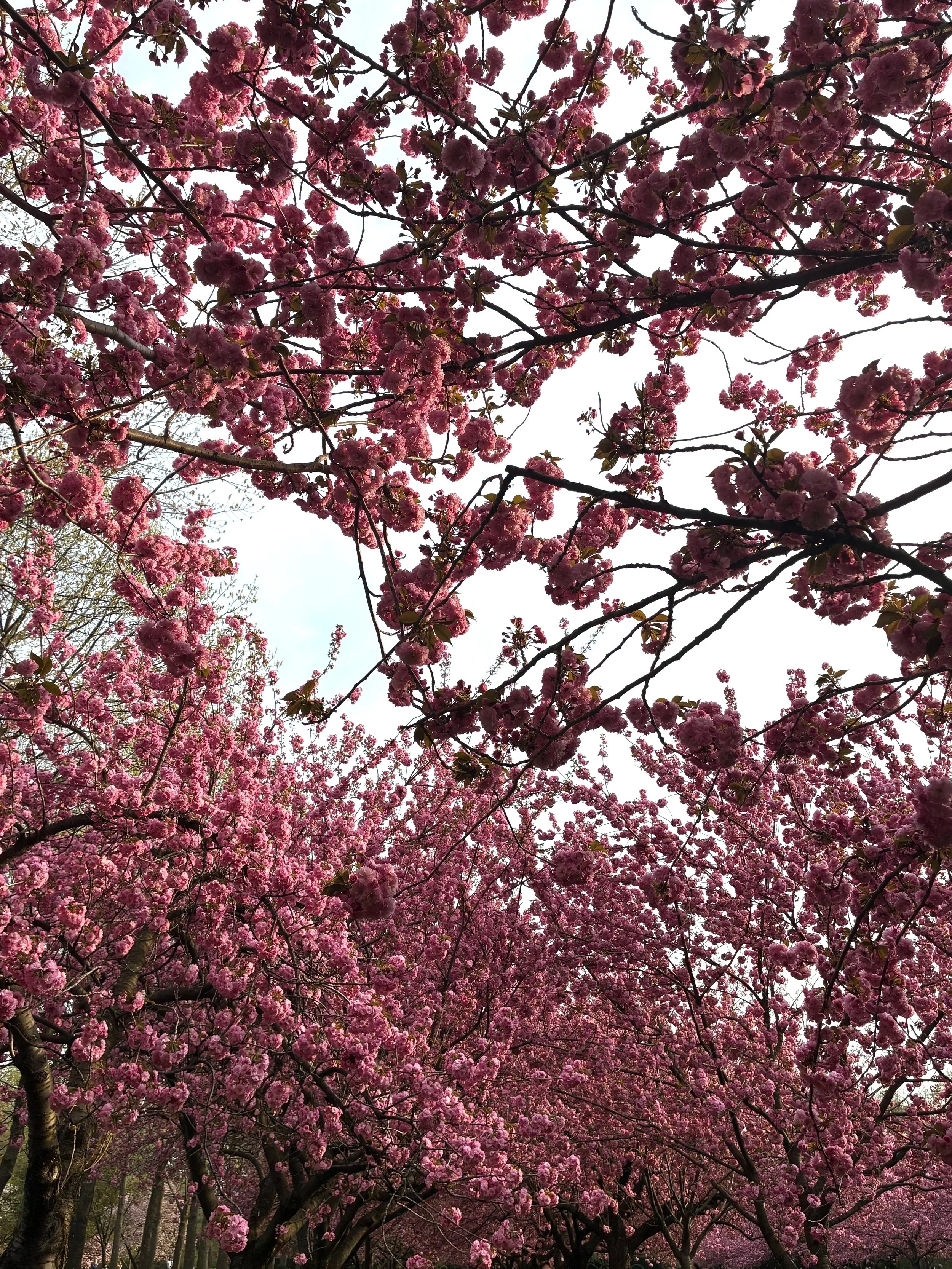 Pink cherry blossoms on tree branches against a bright sky.