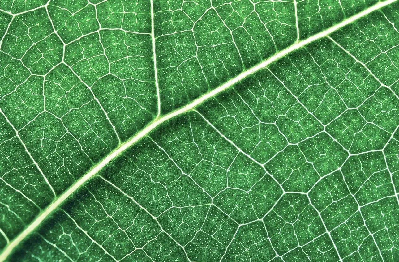 Macro, CB4