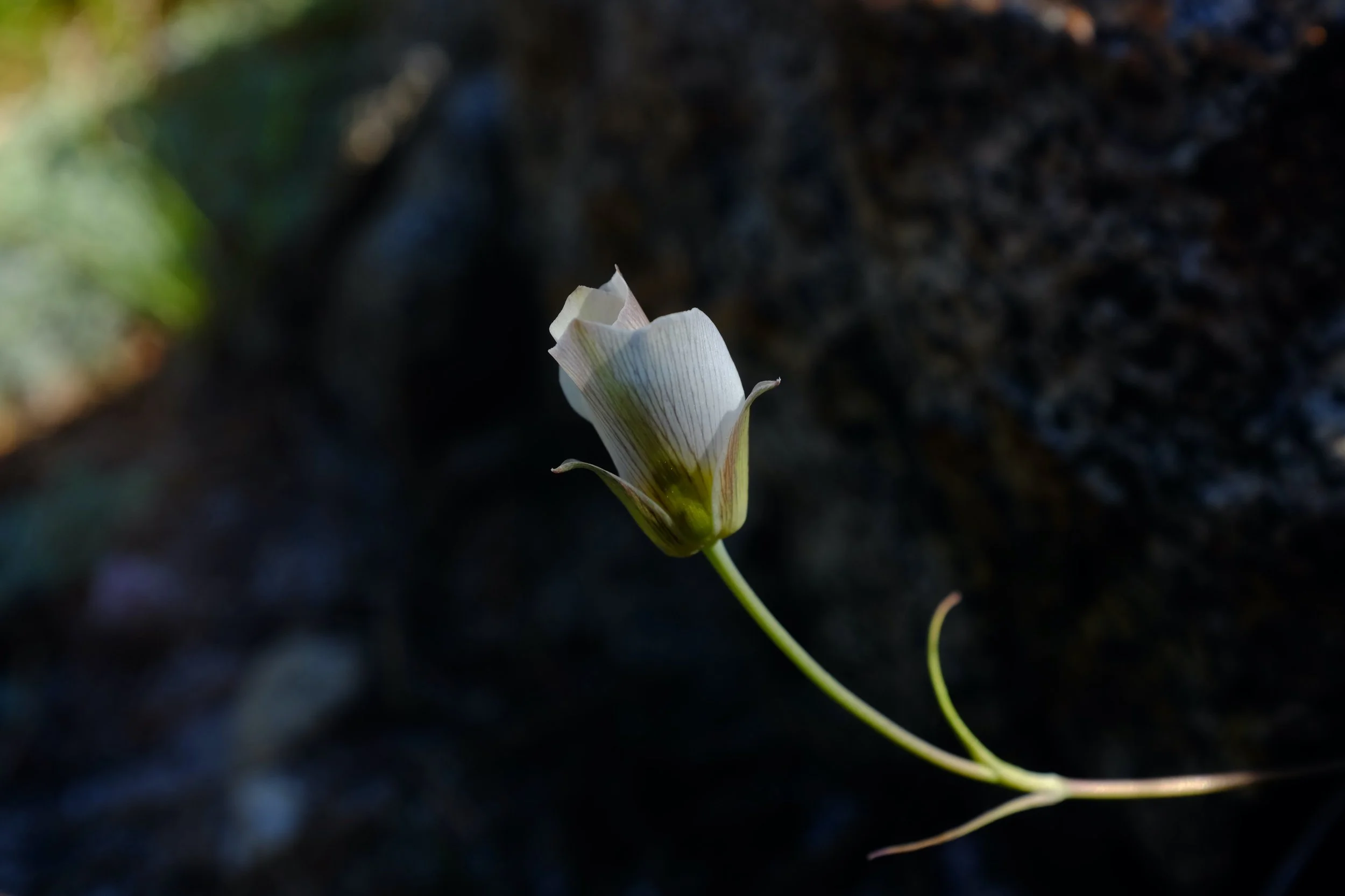 10 Quotes as Grief Anchors