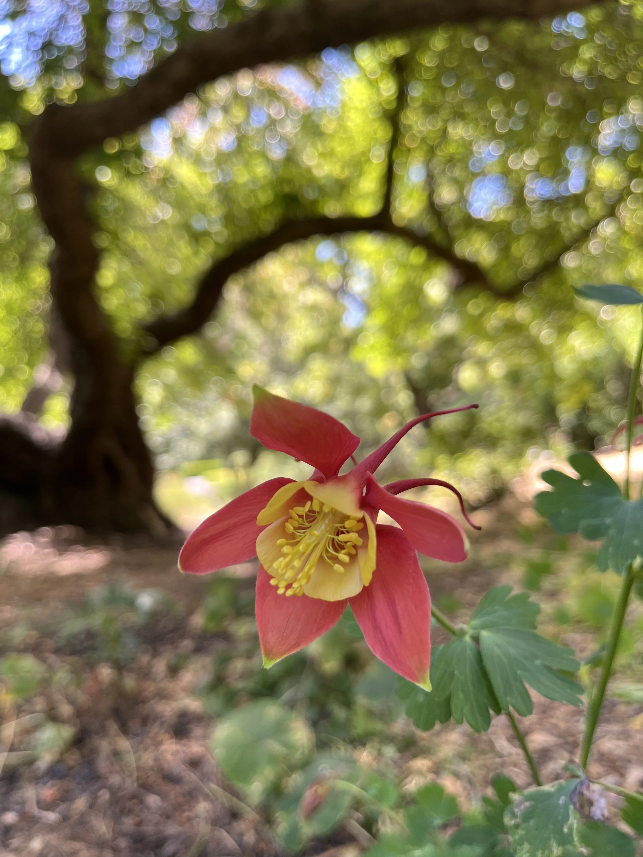 Healing Neuroplastic Pelvic Pain 