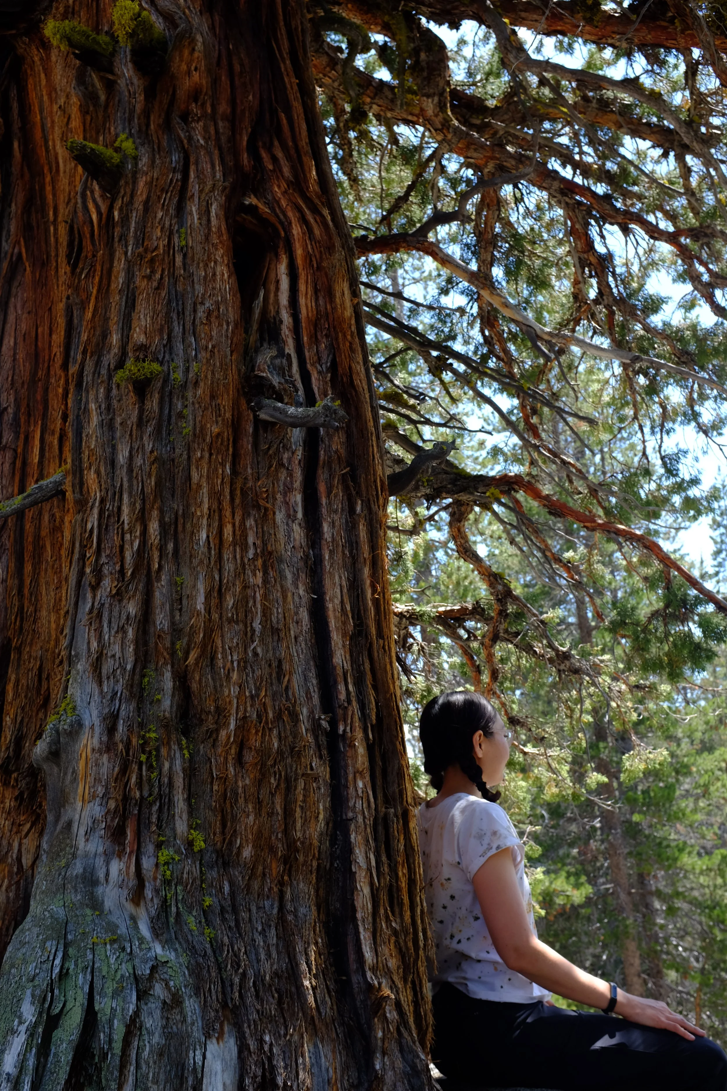 A woman sitting under a large, textured redwood tree with green foliage and blue sky in the background, wearing glasses and a white shirt with dark hair in braids.