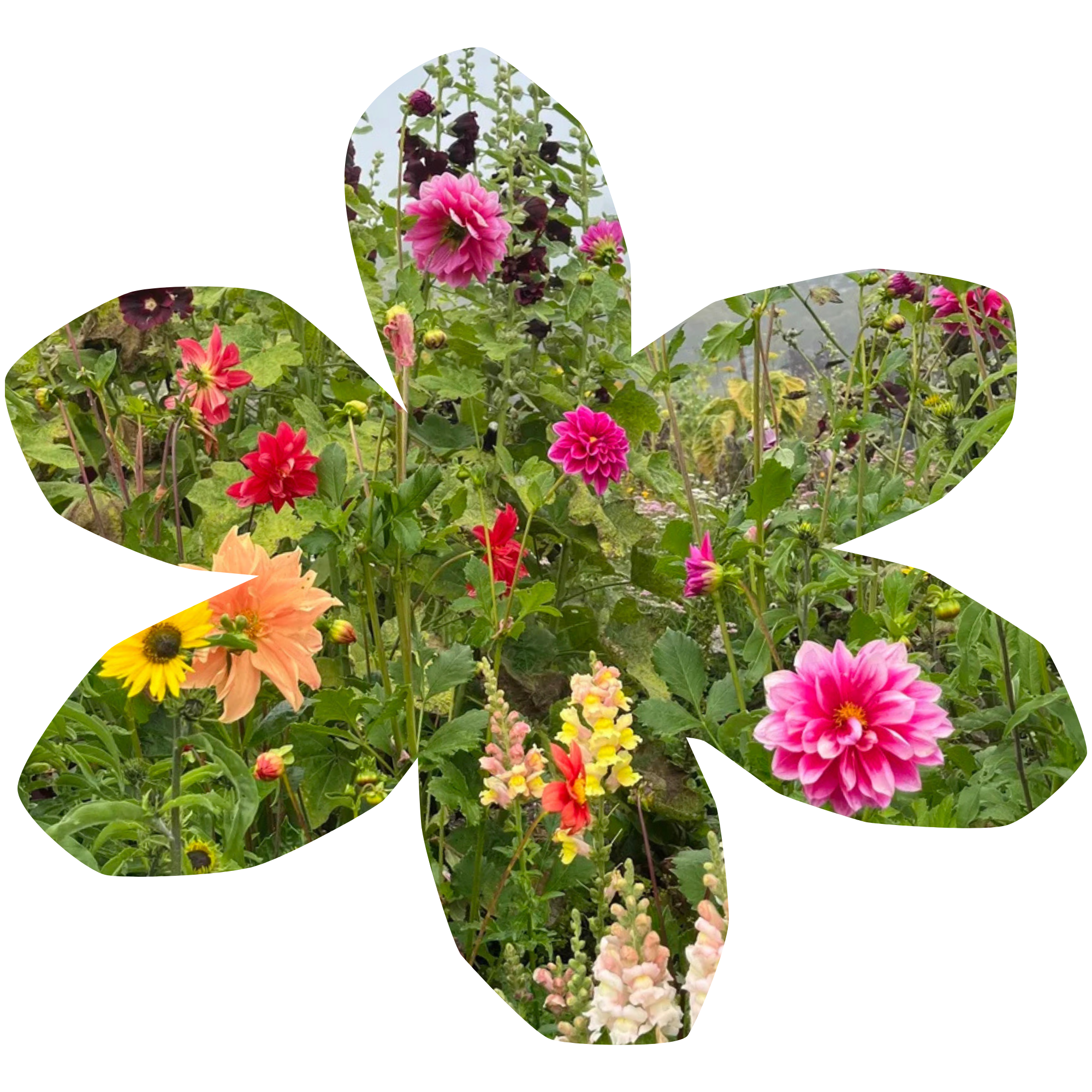 Colorful garden with pink, red, yellow, and peach dahlias, and other flowers among greenery.
