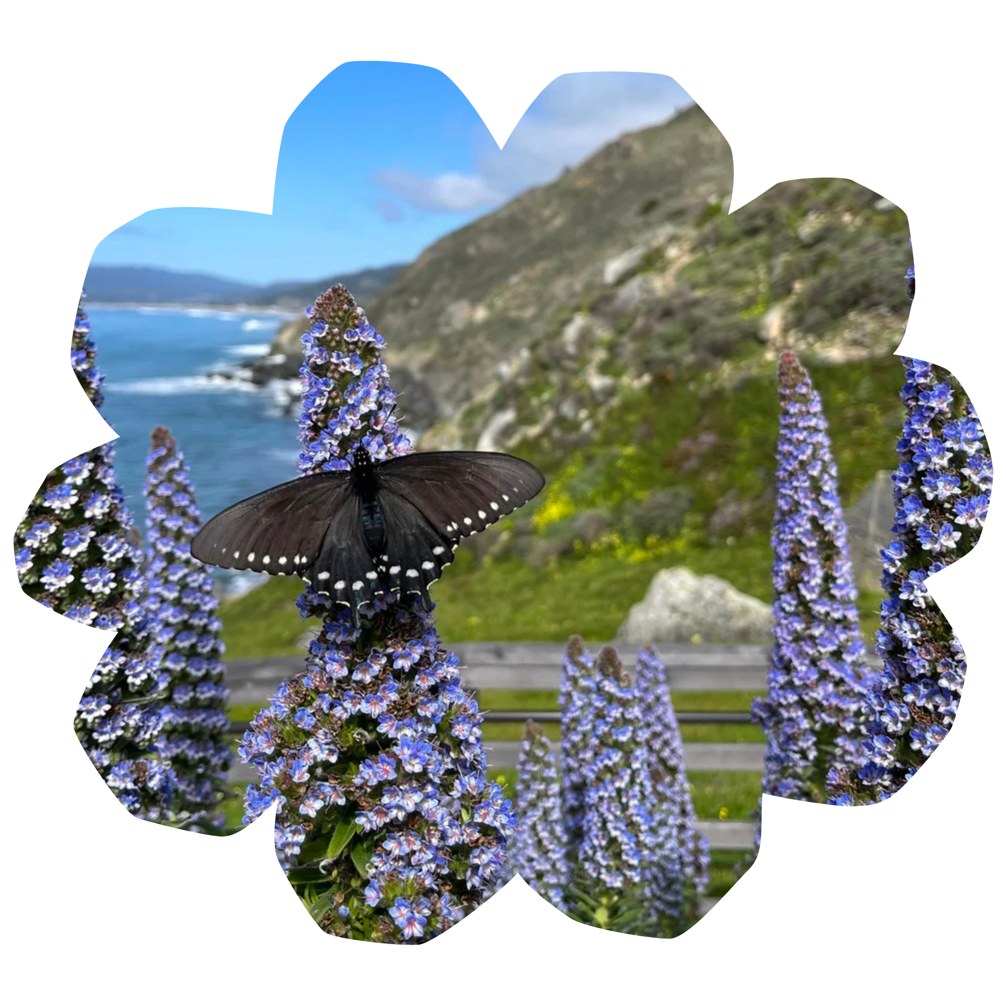 A butterfly with black wings and white spots resting on purple flowers with a hilly landscape and blue sky in the background.