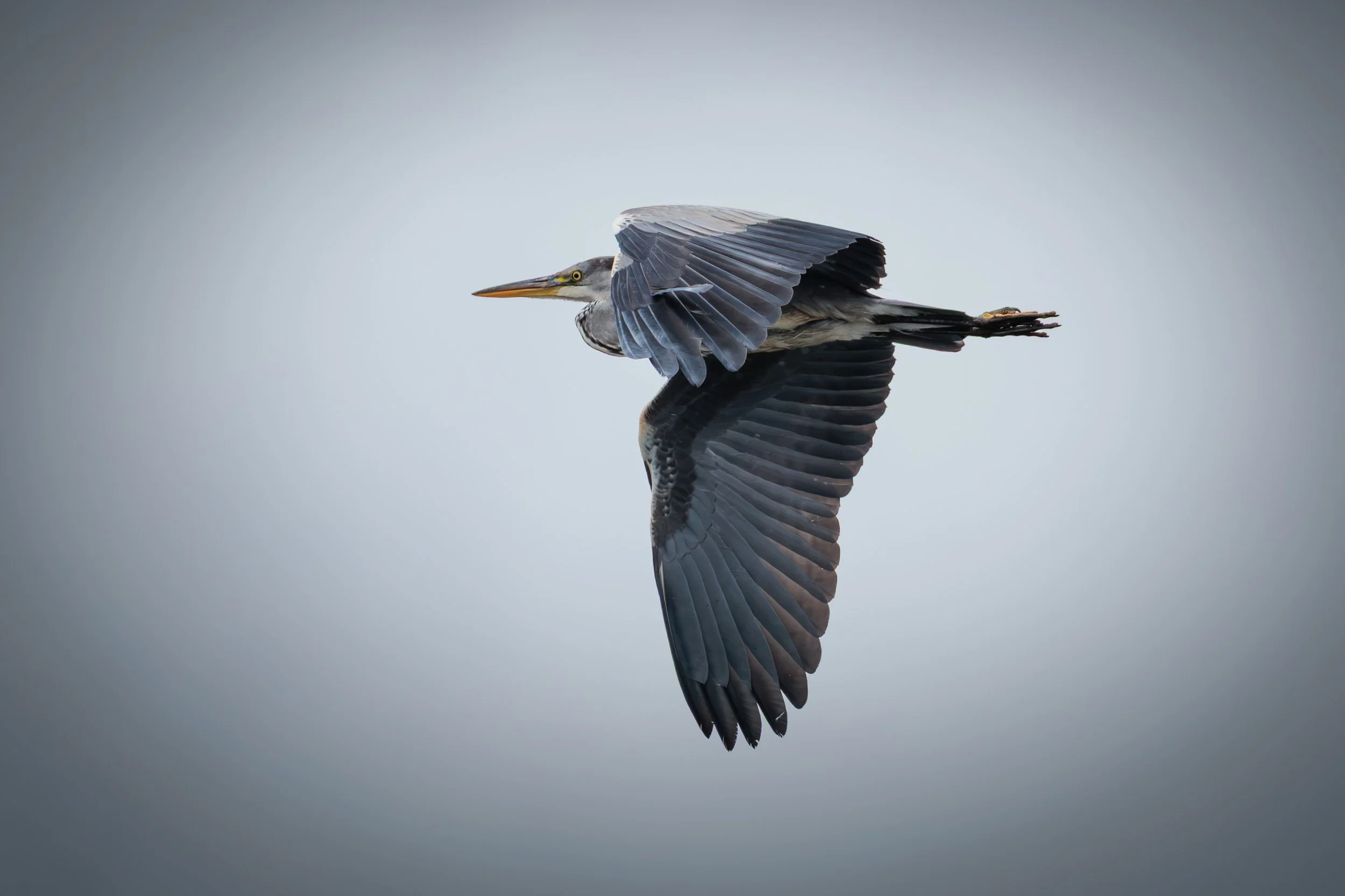 Monday Afternoon at Loirston Loch - Grey Heron Behaviour in Aberdeen