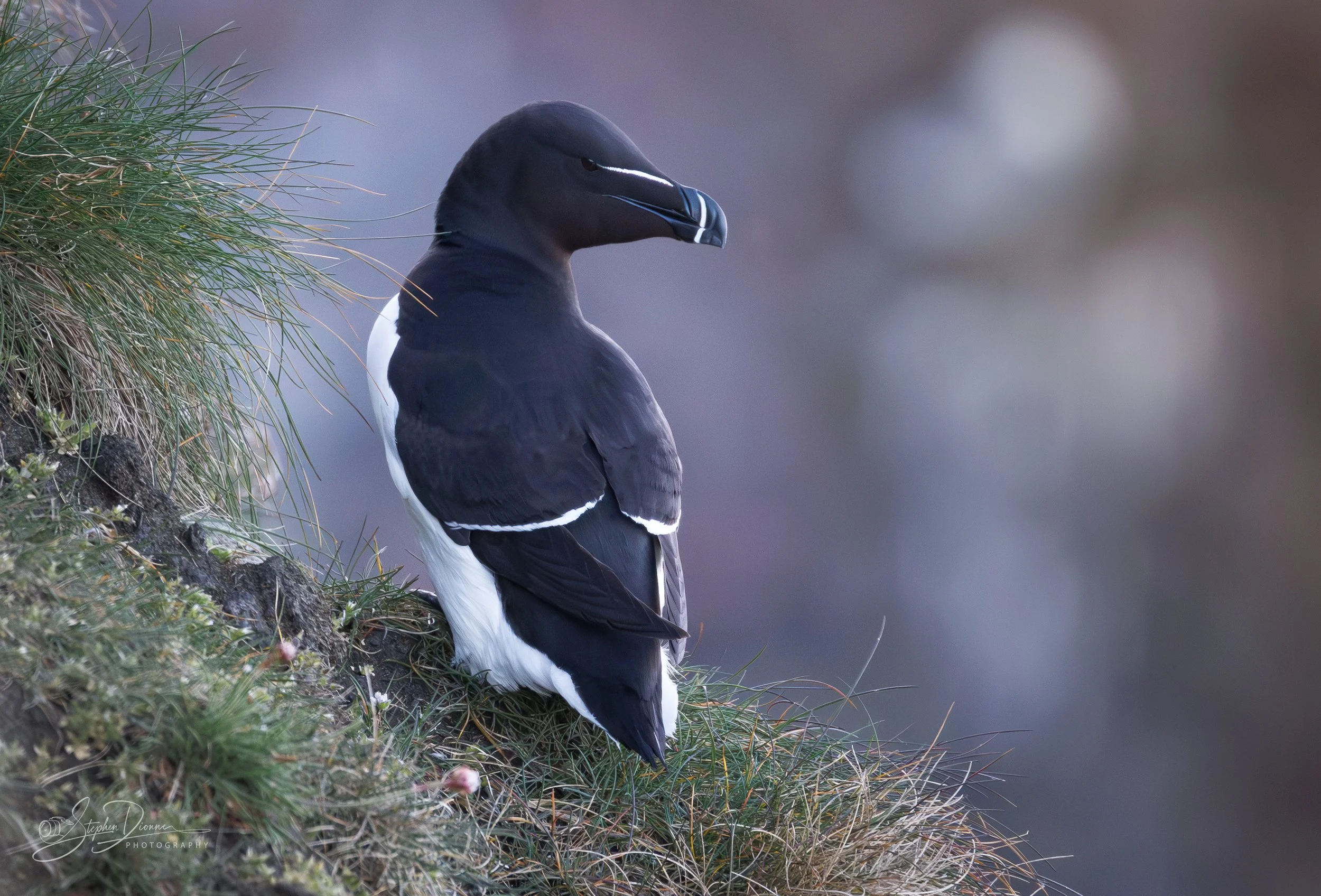 A black and white seabird standing on a grassy cliffside with a blurred body of water in the background.
