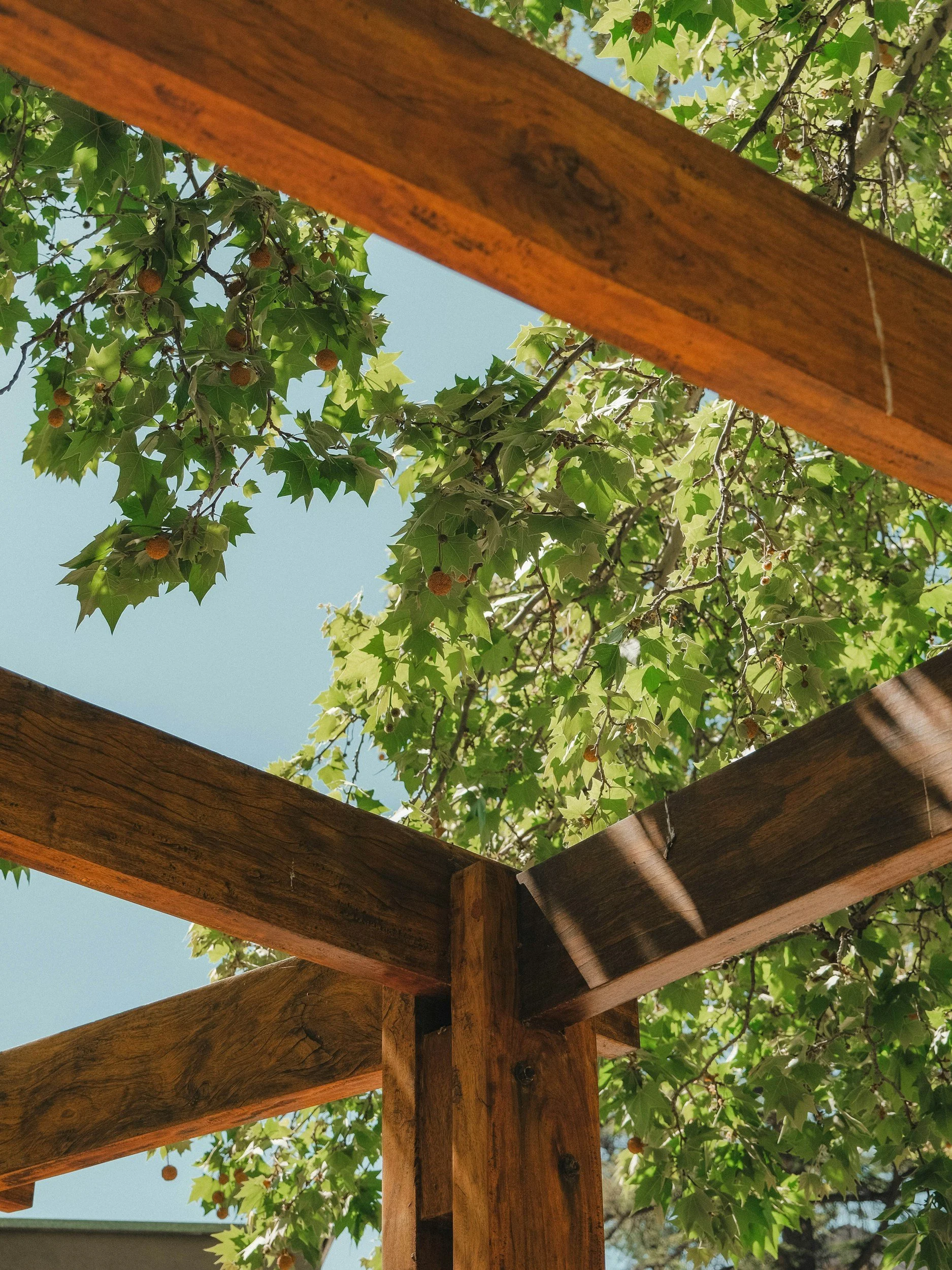 View from below of a wooden pergola frame with green leafy vines and small orange berries growing on it, against a clear blue sky.