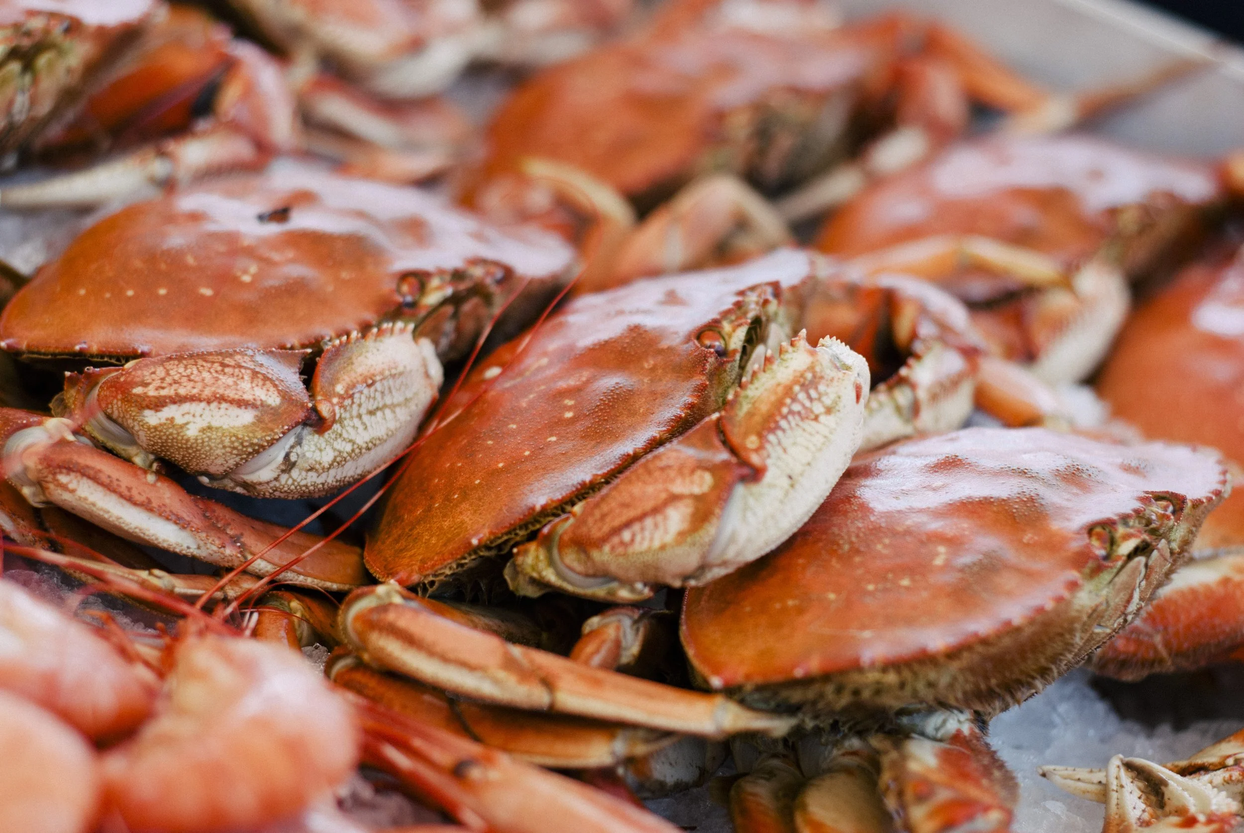 Close-up of multiple cooked lobsters stacked together, showing their orange shells and claws.