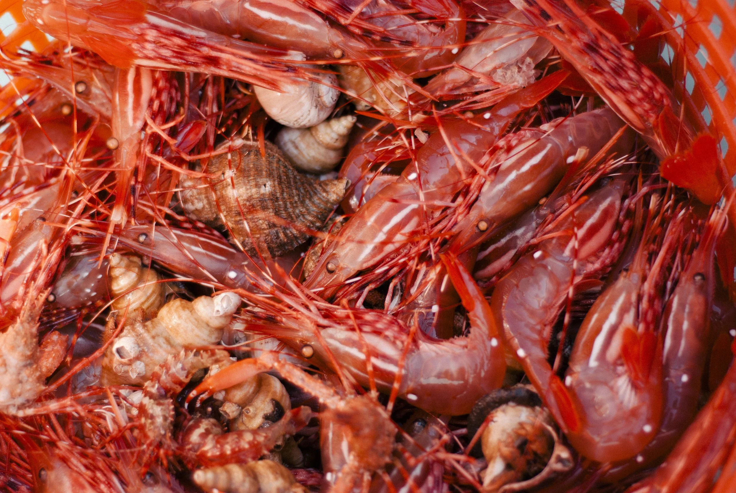 Close-up of a pile of cooked shrimp with shells and antennae.