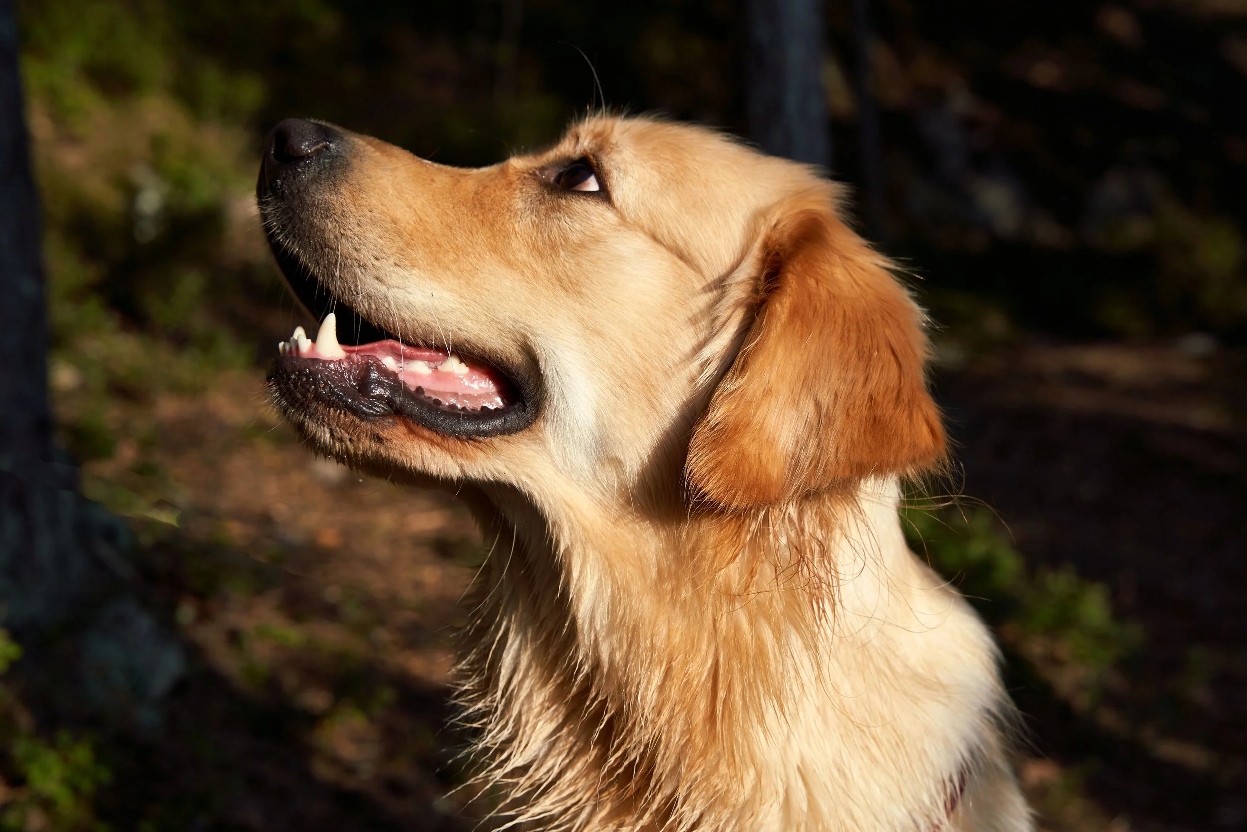 What If Your Dog Chose You On Purpose?