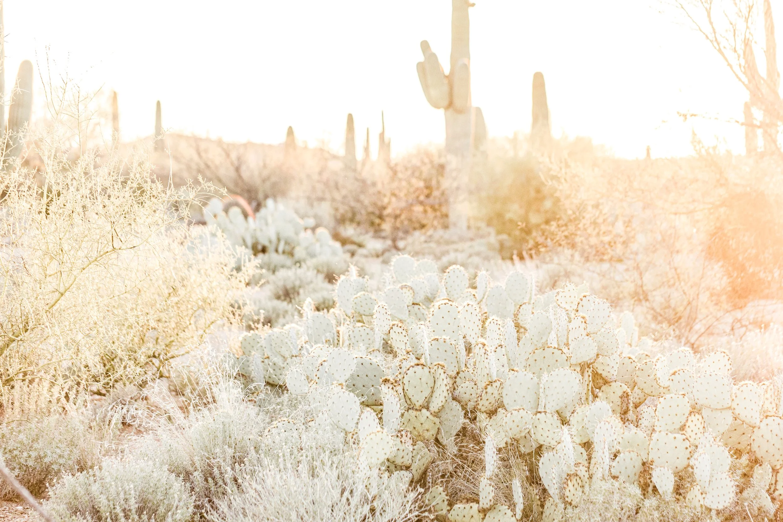 calming desert serene